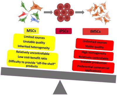 Induced Pluripotent Stem Cell-Derived Mesenchymal Stem Cells Hold Lower Heterogeneity and Great Promise in Biological Research and Clinical Applications